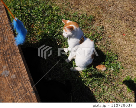 猫じゃらしで遊ぶ子猫 110729037