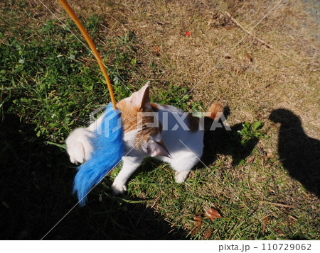 猫じゃらしで遊ぶ子猫 110729062