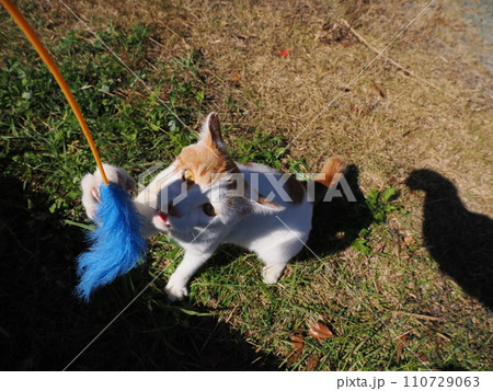 猫じゃらしで遊ぶ子猫 110729063