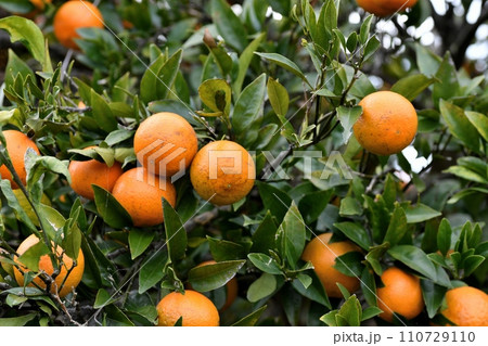 タンカンの実 110729110