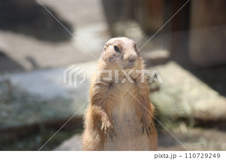 到津の森公園、北九州、動物園 110729249
