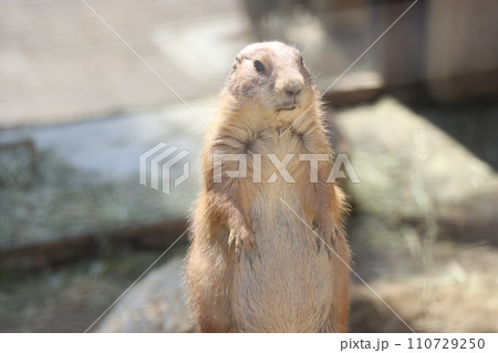 到津の森公園、北九州、動物園 到津の森公園、北九州、動物園 110729250