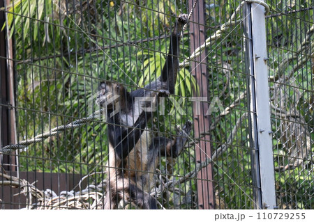 到津の森公園、北九州、動物園 110729255