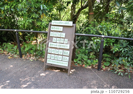 到津の森公園「セイロンゾウ」に餌やり体験、北九州 到津の森公園「セイロンゾウ」に餌やり体験、北九州 110729256