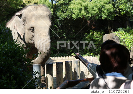 到津の森公園「セイロンゾウ」に餌やり体験、北九州 110729262