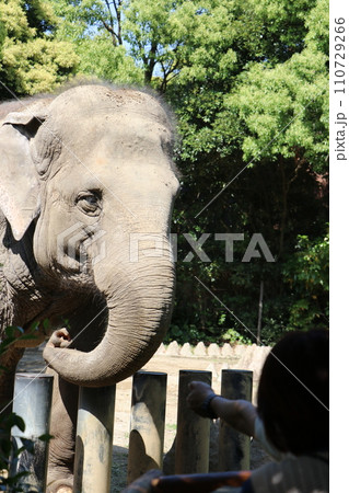 到津の森公園「セイロンゾウ」に餌やり体験、北九州 到津の森公園「セイロンゾウ」に餌やり体験、北九州 110729266