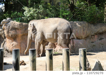 到津の森公園「セイロンゾウ」に餌やり体験、北九州 到津の森公園「セイロンゾウ」に餌やり体験、北九州 110729270