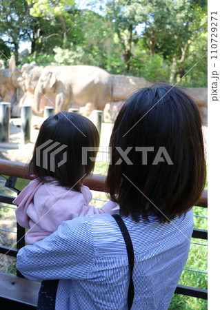 到津の森公園「セイロンゾウ」に餌やり体験、北九州 到津の森公園「セイロンゾウ」に餌やり体験、北九州 110729271