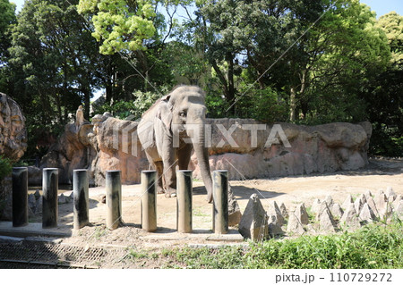 到津の森公園「セイロンゾウ」に餌やり体験、北九州 110729272