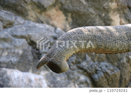 到津の森公園「セイロンゾウ」に餌やり体験、北九州 110729281