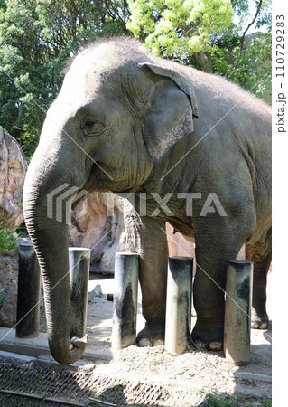 到津の森公園「セイロンゾウ」に餌やり体験、北九州 到津の森公園「セイロンゾウ」に餌やり体験、北九州 110729283