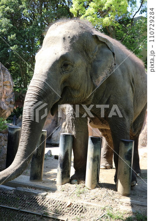 到津の森公園「セイロンゾウ」に餌やり体験、北九州 110729284