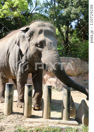 到津の森公園「セイロンゾウ」に餌やり体験、北九州 110729286