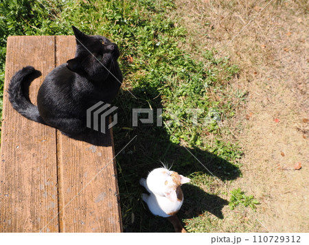 甘える可愛い猫 甘える可愛い猫 110729312