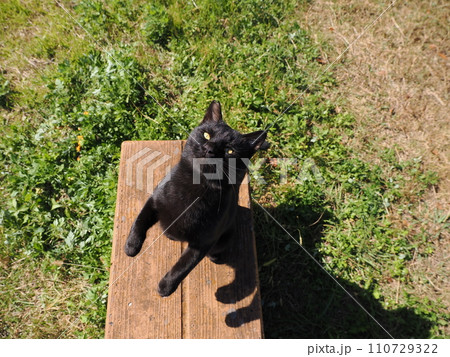 甘える可愛い猫 110729322