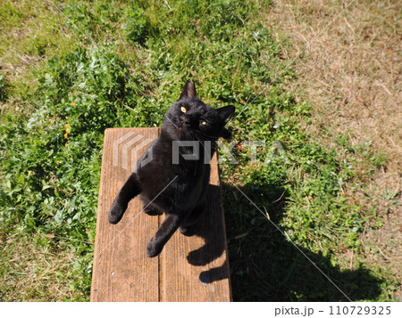 甘える可愛い猫 110729325