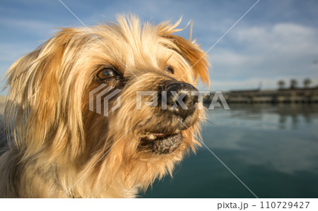 Dog face. Wide angle Selective focus on the eyes. Yorkshire Terrier 110729427