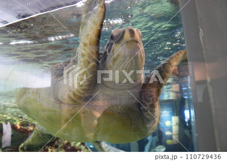 九十九島水族館、海きらら 110729436