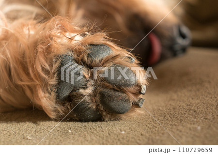 Dog paw pad in macro detail 110729659