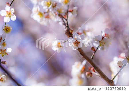 【春素材】大王わさび農場にある梅の花【長野県】 110730010