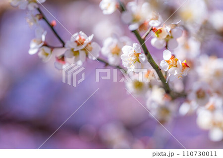 【春素材】大王わさび農場にある梅の花【長野県】 110730011