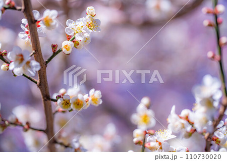 【春素材】大王わさび農場にある梅の花【長野県】 110730020