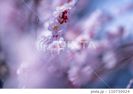 【春素材】大王わさび農場にある梅の花【長野県】 【春素材】大王わさび農場にある梅の花【長野県】 110730024