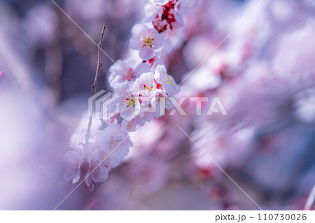 【春素材】大王わさび農場にある梅の花【長野県】 【春素材】大王わさび農場にある梅の花【長野県】 110730026