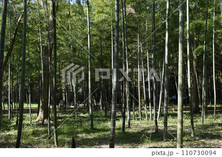 春の竹林 110730094