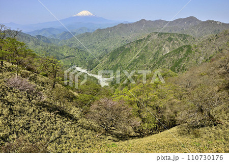 春の丹沢　日高より富士山と新緑の山地を望む 110730176