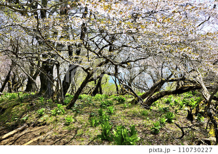 丹沢山地の丹沢山 春爛漫 マメザクラとバイケイソウの若葉 丹沢山地の丹沢山 春爛漫 マメザクラとバイケイソウの若葉 110730227
