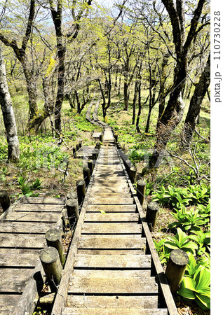 丹沢山地の丹沢山 新緑の天王寺尾根 丹沢山地の丹沢山 新緑の天王寺尾根 110730228