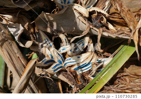 宝石の輝き オウギバショウの種 110730285