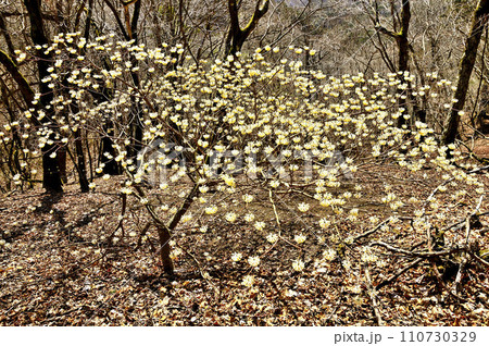 西丹沢の畦ヶ丸　ミツマタの花咲く 110730329
