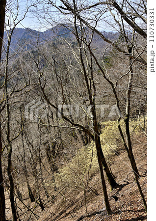 西丹沢の畦ヶ丸　ミツマタの花咲く森と屏風岩山を望む 110730331