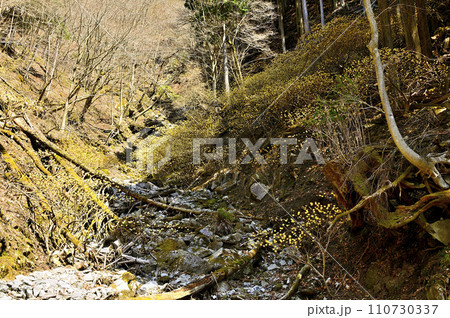 西丹沢の畦ヶ丸 森を彩るミツマタの花 西丹沢の畦ヶ丸 森を彩るミツマタの花 110730337