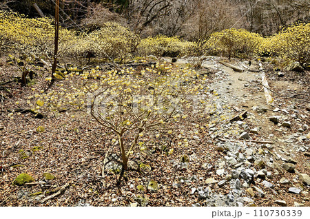 西丹沢の畦ヶ丸　ミツマタ咲く大滝沢コースの登山道 110730339