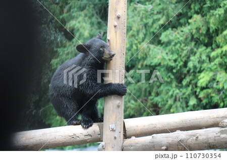 【山口県】秋吉台自然動物公園サファリランド、熊の赤ちゃん 【山口県】秋吉台自然動物公園サファリランド、熊の赤ちゃん 110730354