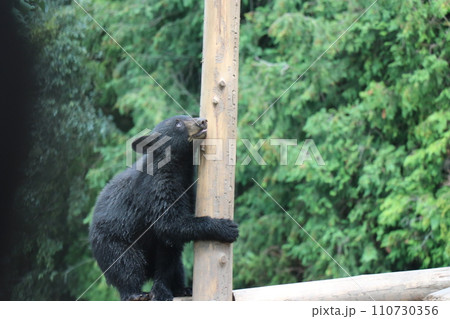【山口県】秋吉台自然動物公園サファリランド、熊の赤ちゃん 110730356