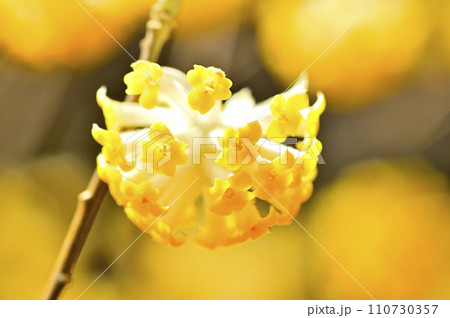 丹沢の畦ヶ丸　ミツマタの花　マクロ撮影 110730357