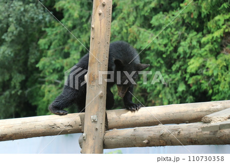 【山口県】秋吉台自然動物公園サファリランド、熊の赤ちゃん 110730358