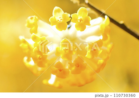 丹沢の畦ヶ丸 ミツマタの花 マクロ撮影 丹沢の畦ヶ丸 ミツマタの花 マクロ撮影 110730360