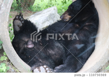 【山口県】秋吉台自然動物公園サファリランド、土管で寝る熊 【山口県】秋吉台自然動物公園サファリランド、土管で寝る熊 110730369