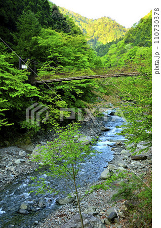 丹沢山地の本谷川 朝の本谷吊橋 丹沢山地の本谷川 朝の本谷吊橋 110730378