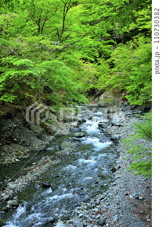 丹沢山地 新緑の本谷川 丹沢山地 新緑の本谷川 110730382