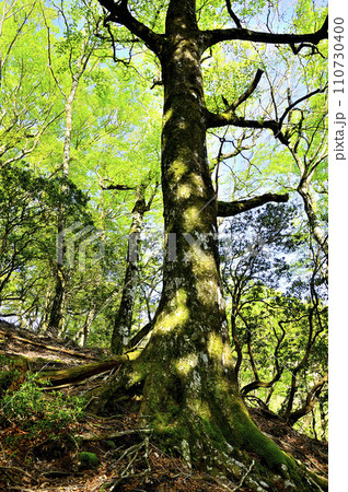 丹沢山地の寿岳　日高東尾根　新緑のブナ 110730400