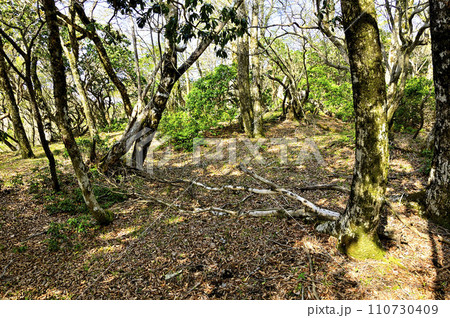 春の丹沢山地　寿岳の山頂 110730409