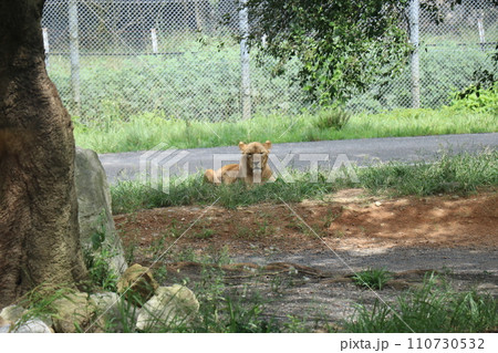 【山口県】秋吉台自然動物公園サファリランド 110730532
