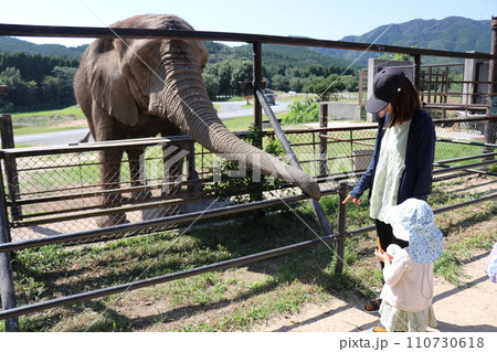 【山口県】秋吉台自然動物公園サファリランド、ふれあい広場、ゾウに餌やりする親子 110730618