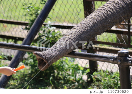 【山口県】秋吉台自然動物公園サファリランド、ふれあい広場、ゾウに餌やりする親子 【山口県】秋吉台自然動物公園サファリランド、ふれあい広場、ゾウに餌やりする親子 110730620